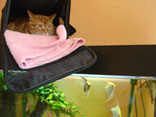 Katze liegt über Aquarium